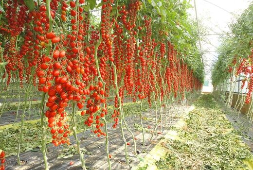 تحقق صددرصدی توسعه کشت گلخانه‌ای در اصفهان