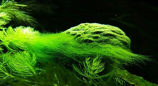 مشارکت در اجرای پروژههای فناورانه جلبک میان 3 مجموعه تحقیقاتی