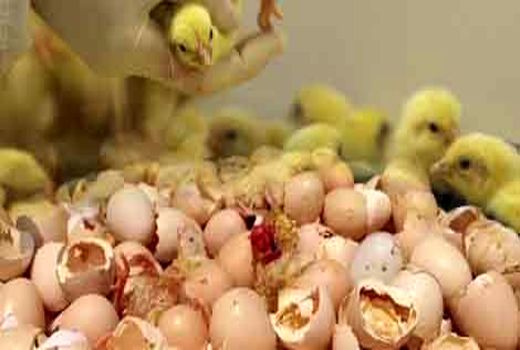 عرضه گوشت سفید در استان اصفهان