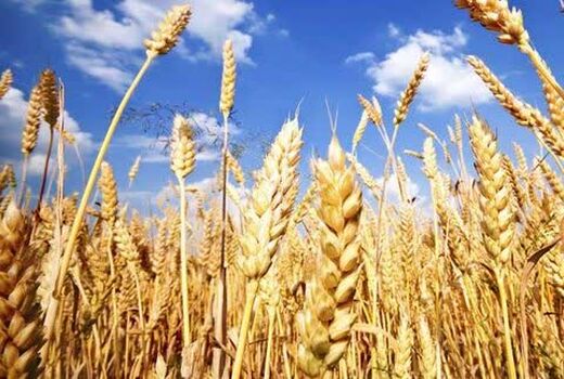 تخفیف ۲۰ درصدی حق بیمه زراعت در طرح کشت قراردادی