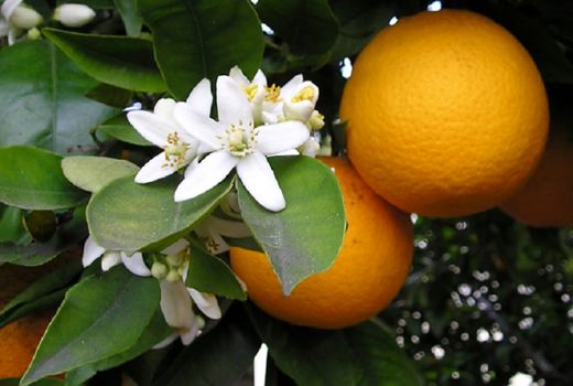 ارقام جدید مرکبات مقاوم به کم‌آبی و شوری در راه است