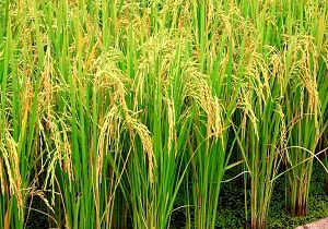 پیش بینی تولید بیش از 770 هزار تن شلتوک در شالیزارهای خوزستان