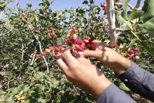 تولید بیش از ۲ هزار تن پسته در قاین