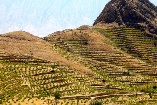 ۹۲ هکتار از ارضی شیب دار فارسان برای توسعه باغات واگذار شد