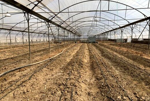 بازدید مشاور وزیر جهاد کشاورزی از مجتمع گلخانه‌ای درجزین