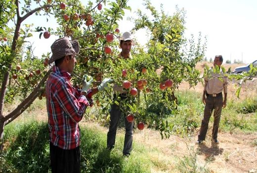 تشکل تخصصی نیاز ضروری باغداران سمیرمی