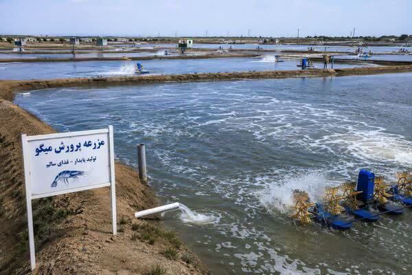  آغاز «فصل طلایی جهش تولید» در صنعت میگوی ایران با محوریت بوشهر