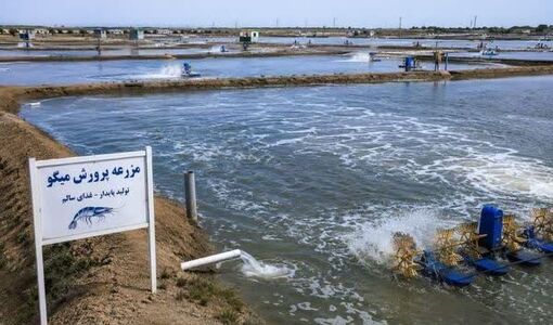 آغاز «فصل طلایی جهش تولید» در صنعت میگوی ایران با محوریت بوشهر