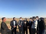 بازدید رییس سازمان جهاد کشاورزی تهران از مزرعه 100هکتاری کشت و صنعت  رضایی در شهرستان اسلامشهر