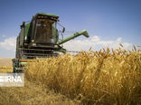 بیش از ۲ هزار دستگاه کمباین برداشت غلات در کردستان را برعهده دارند