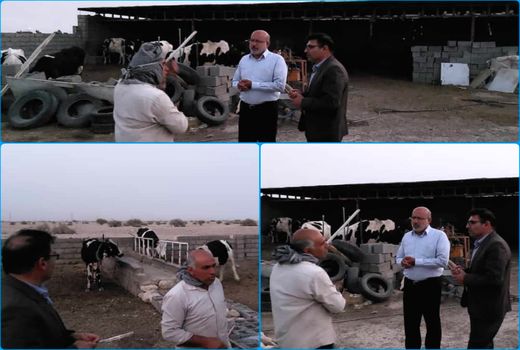 حضور میدانی فرماندار و مدیر جهاد کشاورزی دهلران در بین دامداران