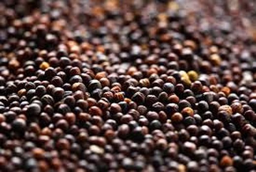 خرید دانه های روغنی کلزا در استان پایان یافت