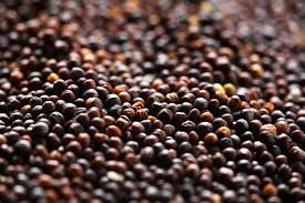 خرید دانه های روغنی کلزا در استان پایان یافت