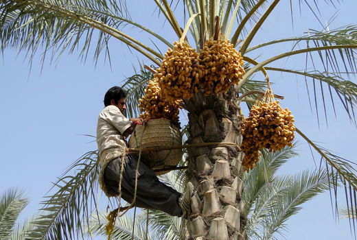 تولید 77 هزار تن رطب و خرما در نخلستان‌ های کازرون 