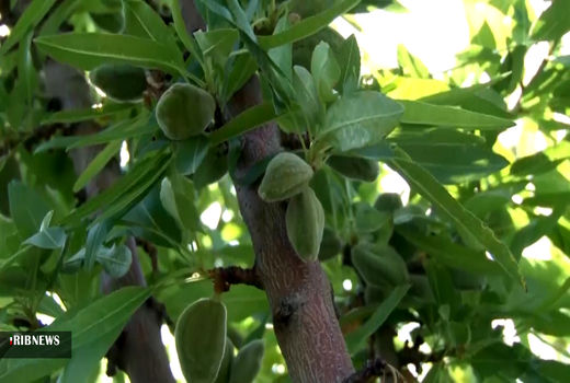 آغاز برداشت چاقاله از باغ‌های سرسبز نجف آباد