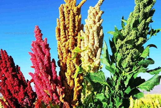 کشت دانه کینوا در سطح نیم هکتار در شهرستان هریس