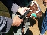 بررسی مسائل و مشکلات طرح هویت‌بخشی دام در شهرستان پردیس