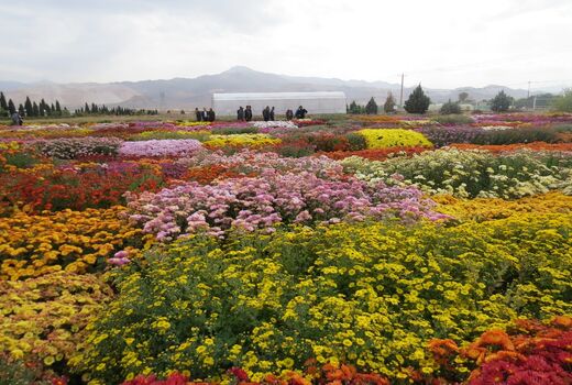 افتتاح نمایشگاه گل های داوودی در محلات