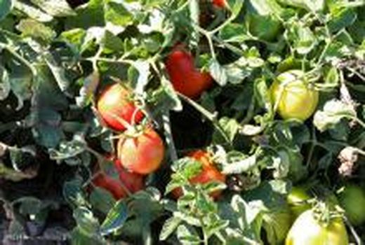 موانع احداث شهرک‌های گلخانه‌ای استان بوشهر رفع می‌شود