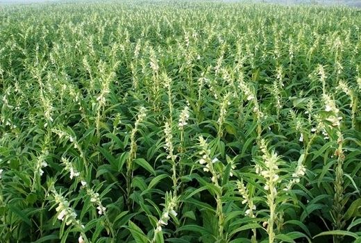 برداشت  600 تن محصول کنجد از مزارع شهرستان دشتی