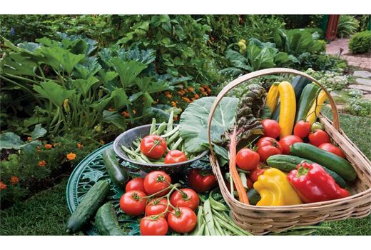 کشت سبزی ارگانیک در 350 هکتار از اراضی مرتفع آمل