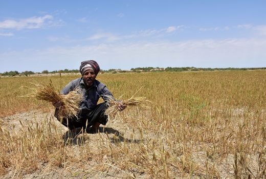 خسارت چند صد میلیاردی به شتوی قیروکارزین 