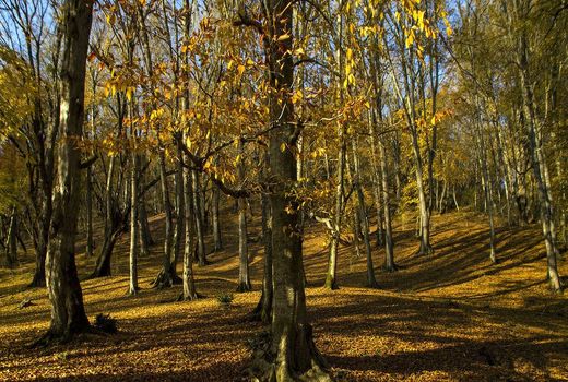 قدر دانی مدیرکل منابع طبیعی خراسان شمالی از مردم به دلیل مشارکت خوب در حفظ سرمایه‌های ملی و منابع طبیعی