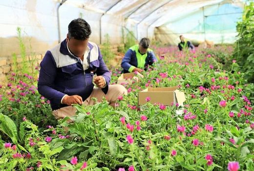 مهارت‌آموزی به زندانیان برای تامین نیروی کار بخش کشاورزی