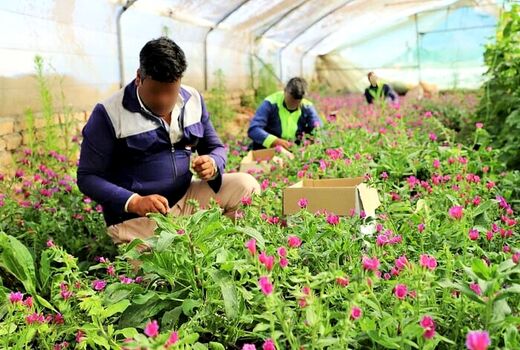 مهارت‌آموزی به زندانیان برای تامین نیروی کار بخش کشاورزی