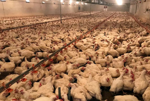 پرداخت 20 میلیارد تومان تسهیلات به واحدهای مرغداری شهرستان مراغه‎‎