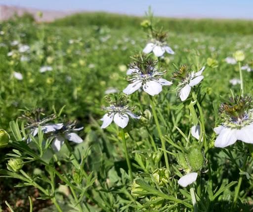 مزرعه پایلوت سیاهدانه روستای دورک قنبری به گل نشست