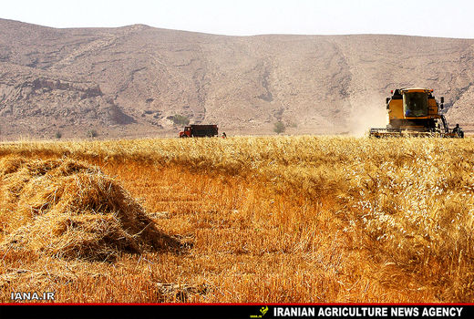 برداشت گندم در مزارع فسا 