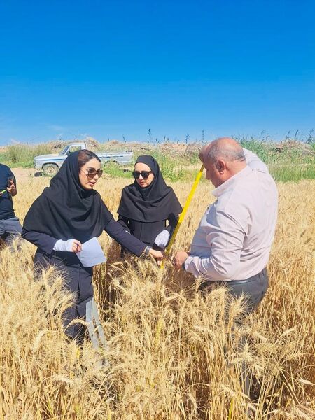 بررسی عملکرد هفت رقم گندم در شهرستان کارون