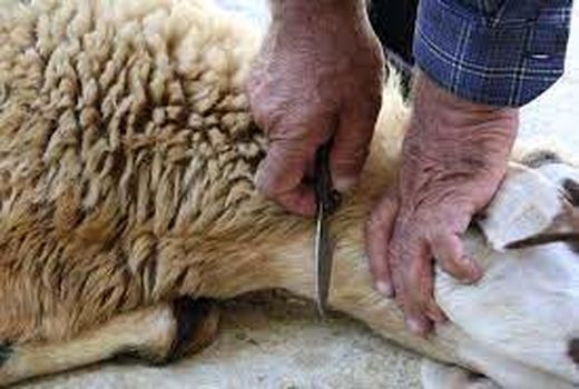 حضور 90 اکیپ دامپزشکی در روز عید قربان در خوزستان