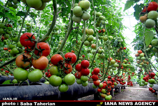 پرورش گوجه‌فرنگی در گلخانه 