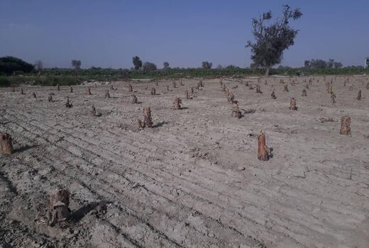 2500 هکتار باغات سیل زده موز در سیستان و بلوچستان احیا شد