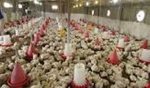 حمایت شرکت پشتیبانی امور دام از تولید مرغ به روش تولید قراردادی