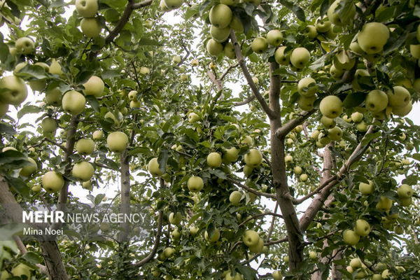 چهار هزار و ۳۰۰ هکتار از باغات دیم به آبی تبدیل می شوند.
