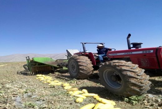 تولید 2600 تن کدو آجیلی در اقلید 