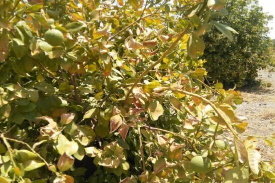 ضرورت جلوگیری از آفتاب سوختگی مرکبات جنوب کرمان