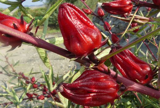 برداشت 580 تن چای ترش در سیستان وبلوچستان