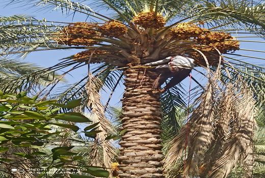 آغاز برداشت رطب در قیروکارزین