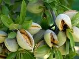 ارزش افزوده ۵ هزار میلیاردی بادام در استان چهارمحال و بختیاری