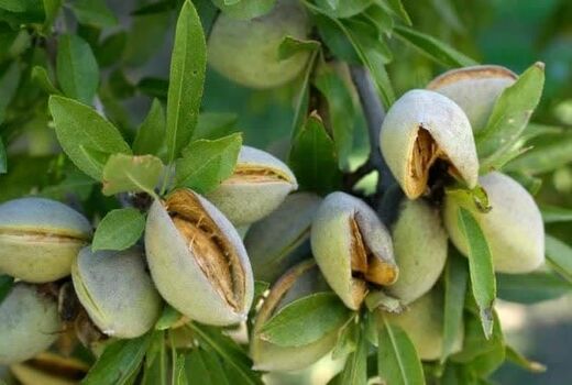 ارزش افزوده ۵ هزار میلیاردی بادام در استان چهارمحال و بختیاری