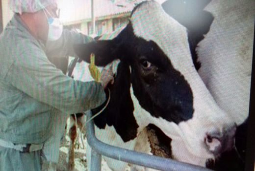 بیش از 13هزار راس دام در پاکدشت پلاک گذاری شدند