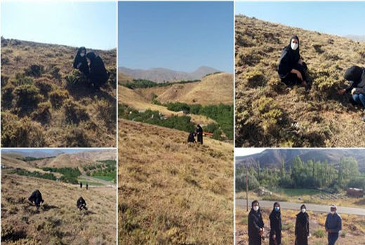 عملیات پایش اماکن تابستان گذران سن غلات در ارتفاعات 1880 متر به بالا مشرف به مزارع جو و گندم شهرستان مرند