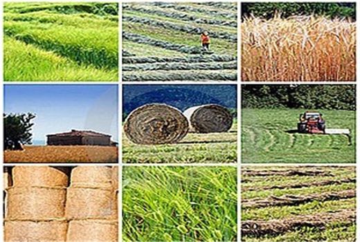 اجرای 7 طرح اقتصادی از محل اشتغال پایدار روستایی