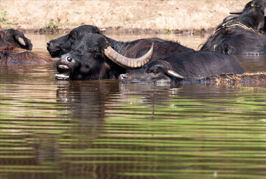 ارائه خدمات اصلاح نژادی رایگان به گاومیش‌داران