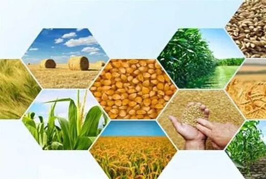 جزئیات اجرای طرح کشت فراسرزمینی/ تنها ۴ محصول تحت پوشش هستند