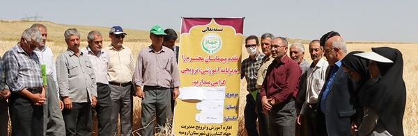 برگزاری مراسم روز مزرعه گندم در ارومیه 
